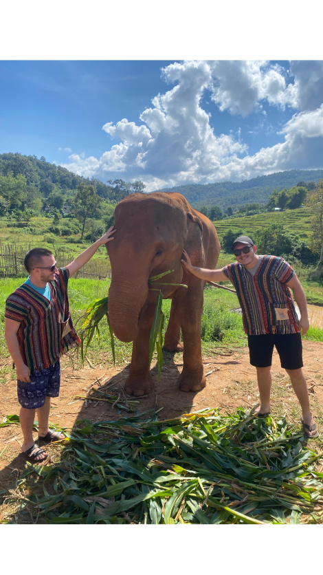 Elephants in Thailand